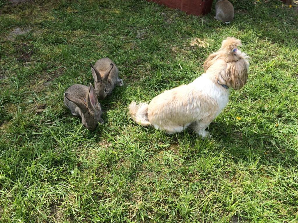 Agro Na Wapniarni Villa Biala  Luaran gambar