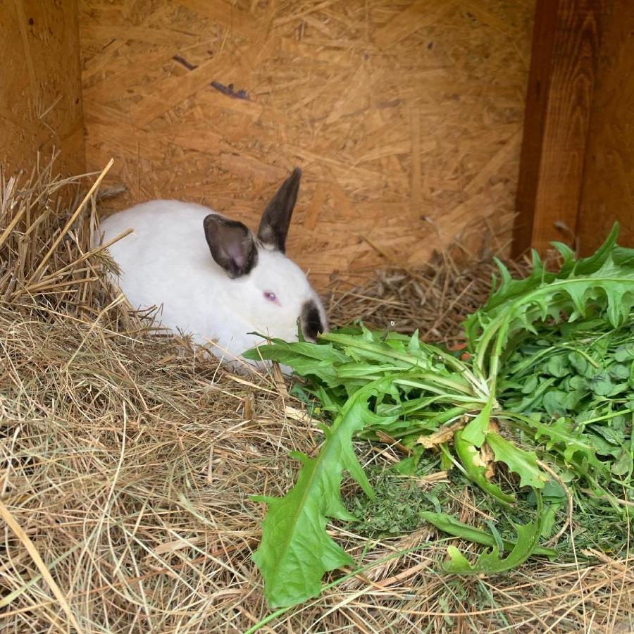Agro Na Wapniarni Villa Biala  Luaran gambar