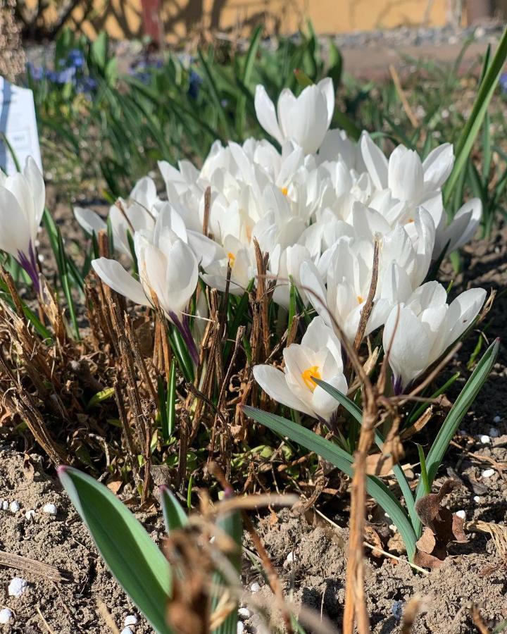 Agro Na Wapniarni Villa Biala  Luaran gambar